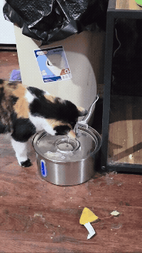 Quiet FurMily fountain