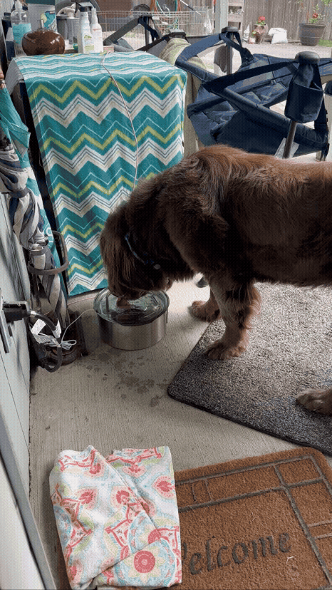 FurMily customer video