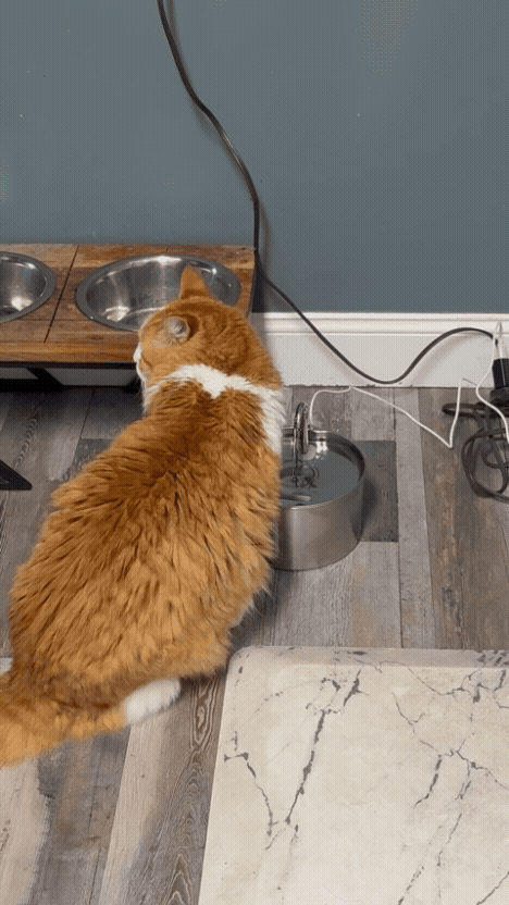 FurMily fresh flowing water