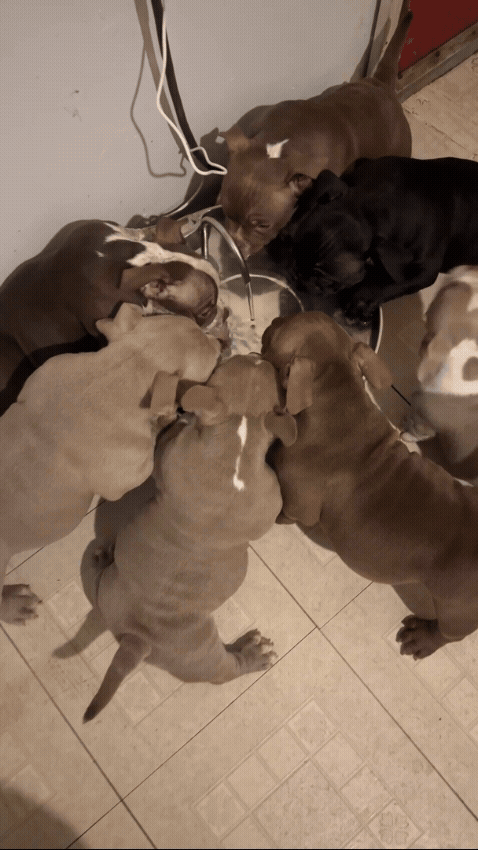FurMily customer video
