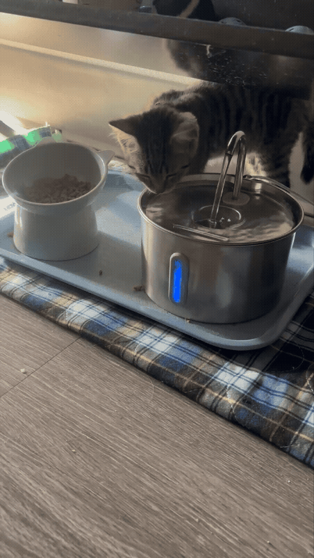 FurMily customer video